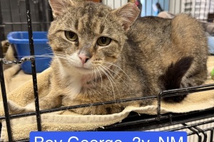 Animal Care Alliance-Richmond (Cats)