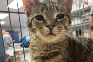 Animal Care Alliance-Richmond (Cats)