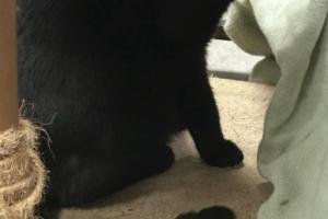 Animal Care Alliance-Richmond (Cats)