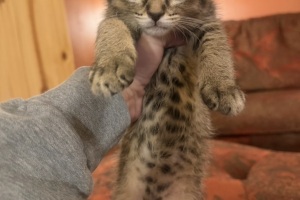 Animal Care Alliance-Richmond (Cats)