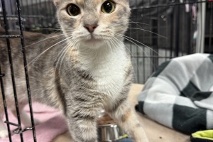 Animal Care Alliance-Richmond (Cats)