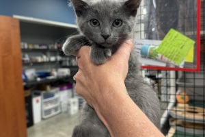 Animal Care Alliance-Richmond (Cats)