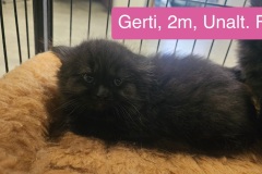 Gerti, 2m, Unalt. F