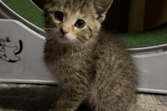 Wasabi, 9wk, SF, Tail Amp.