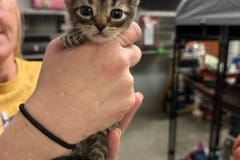 Adoo, 5wk, Unalt. M