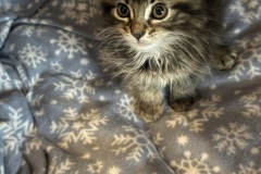 Alfie, 2m, Unalt. M