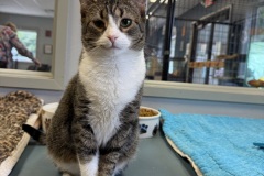 Angelface, 1y, SF