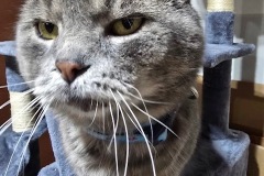 DUSTY, DSH, 5-7 years, Male, grey tabby