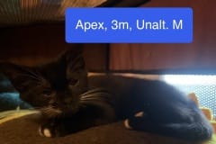 Apex, 3m, Unalt. M