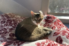 Artie, 7y, NM, Dental Needed