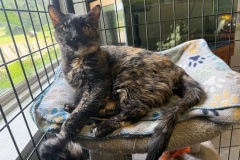 Betty, 9y, SF, Dental Needed