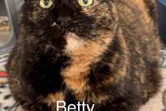 BETTY, DOB 2/17/17, Female (spayed), calico