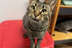 Bogo, 1y, SF