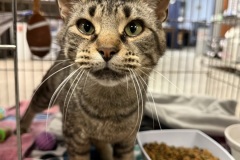 Bogo, 1y, SF