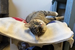 Boy George, 2y, NM