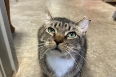 Bullwinkle, 2y, NM, Tail Amputee, Polydactyl