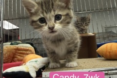 Candy, 7wk, Unalt. M