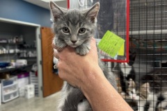 Charlie, 4m, NM
