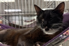 Chassis, 1y, SF
