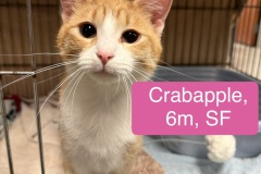 Crabapple, 6m, SF
