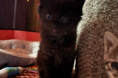 Debby, 5wk, Unalt. F