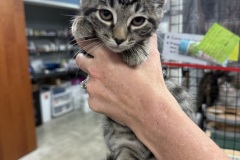 Dennis, 4m, NM