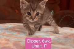 Dipper, 6wk, Unalt. F