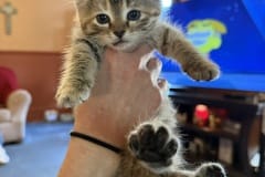 Elve, 5wk, Unalt. F