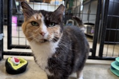 Ember, 7y, SF, Bonded w/Poppy