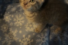 Gandolf, 2m, NM