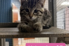 Helga, 3m, SF