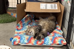 Giacamo, 3y, NM, Dental Needed
