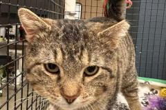 GIACAMO, DSH, DOB: 2/28/23, Male (neutered), tiger