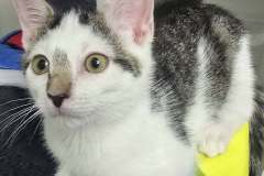 Gin, 2m, Unalt. M, Bonded w/Snickers