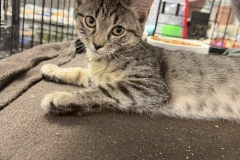 Grenda, 4m, SF