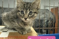 Grenda, 8wk, Unalt. F