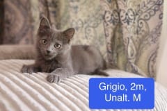 Grigio, 2m, Unalt. M