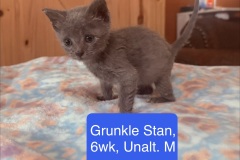 Grunkle Stan, 6wk, Unalt. M