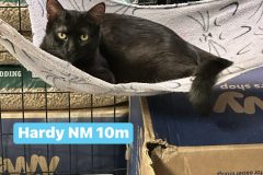 Hardy nm 10m