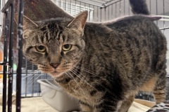 Heckin' Big Chonker, 2-5y, SF, Dental Needed