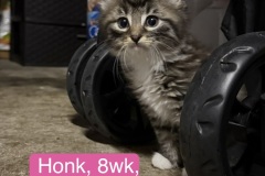 Honk, 8wk, Unalt. F
