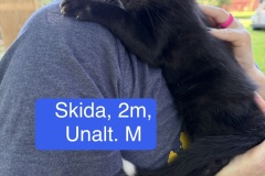 Skida, 2m, Unalt. M