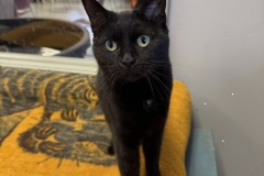 Mojito, 4y, SF