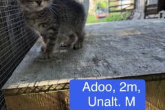 Adoo, 2m, Unalt. M