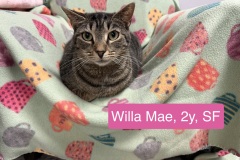 Willa Mae, 2y, SF, Dental Needed