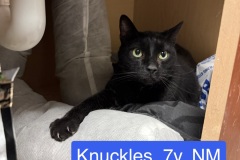 Knuckles, 7y, NM