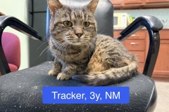 Tracker, 3y, NM, Dental Needed
