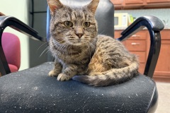 Tracker, 3y, NM
