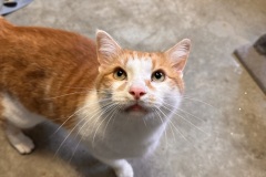 Ed, 8y, NM