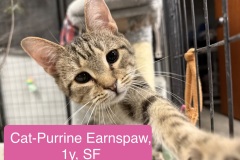 Cat-Purrine Earnspaw, 1y, SF, Dental Needed
